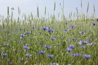 Фотография Видяевой Анастасии