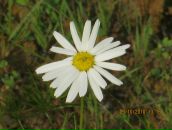 Фотография Черепашки Олеси