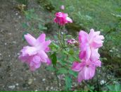 Фотография Гулгенов Сергей