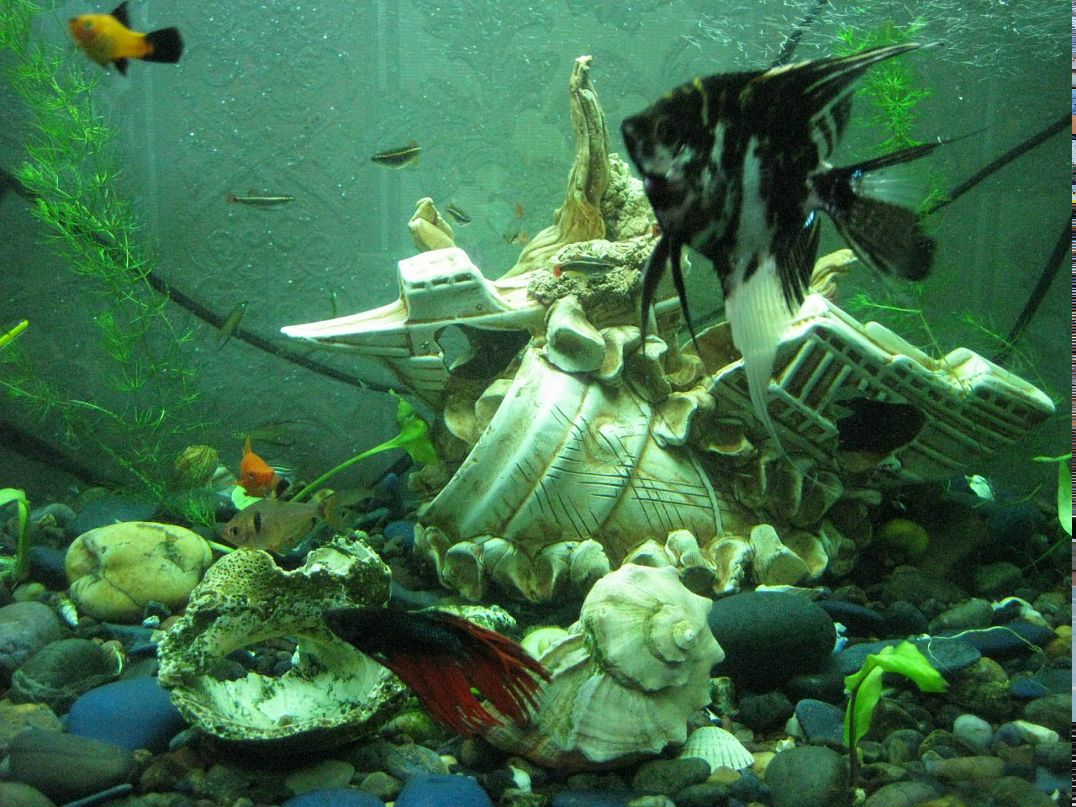 Игорь Чужов фотография #50