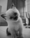 Ірочка Мірошник фотография #18 (источник - https://vk.com/id128029800)