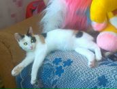 Фотография Хисмул Катллеи